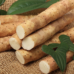 Yamswurzel-Therapeutika